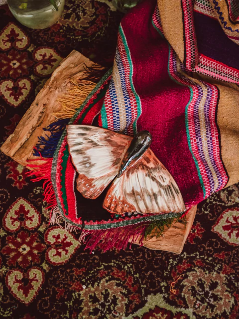 Mariposa "dulce", Certeza - comprar online