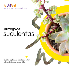 Arranjo de Suculentas