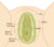 GEL VULVOVAGINAL