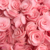 Flor de Tecido Rosa Bebê (30mm) - 5 Unidades