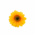 Aplique Flor Girassol São João ( 5cm ) - 6 Unidades na internet