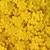 Flor Prensada Amarelo Forte (20mm) - 25 Unidades