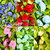 Flores De Rococó - 25 Unidades