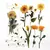 Plants Poetry - 12 peças - comprar online
