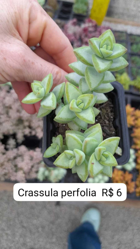 Crassula Perforata