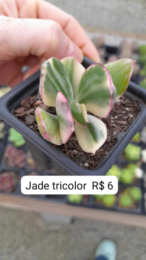 Jade Tricolor
