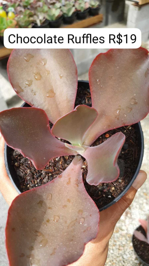 Gibbi. Chocolate Ruffles Pote.13