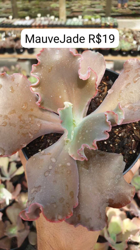 Gibbi. Mauvejade Pote.13