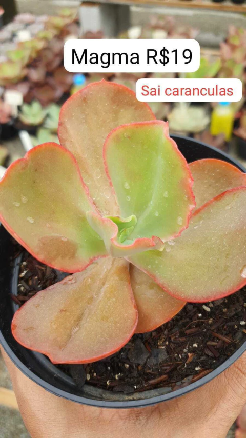 Gibbi. Magma (Sai caranculas) Pote.13