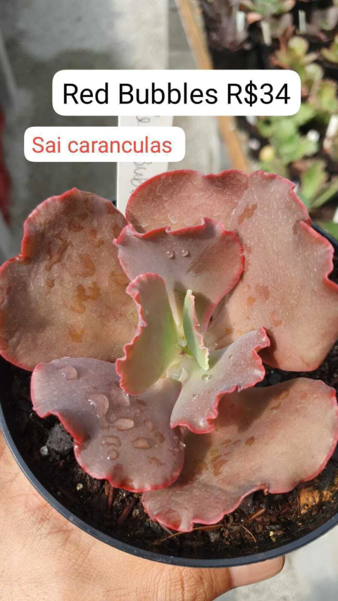 Gibbi. Red Bubbles (Sai caranculas) Pote.13