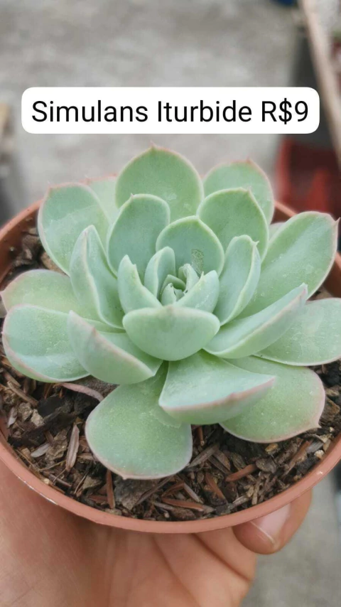 Simulans Iturbide Pote.9