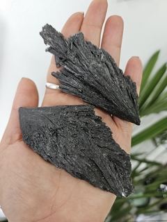 Vassoura de bruxa (cianita negra)