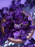 Colar Whalien 52 on internet