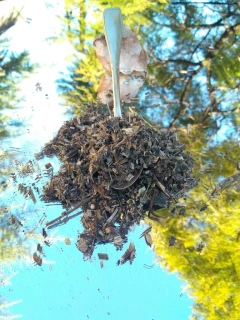 Contrayerba en internet