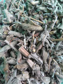 Salvia blanca en internet