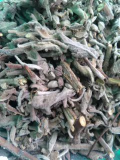 Salvia blanca