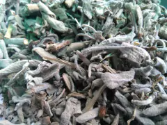 Salvia blanca - comprar online