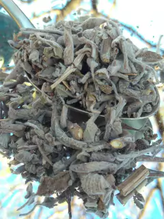 Salvia blanca en internet