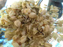 Pimpollos de Jazmín - Mamabel