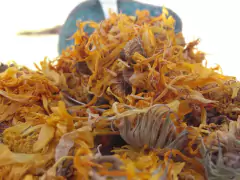 Caléndula