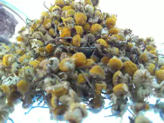 Manzanilla