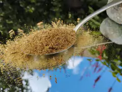 Hebras de Palo Santo en internet