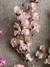 Bougainville - loja online