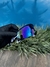 Kato - Blue Burn na internet