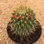 Mammillaria obconella - BRINDE