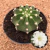 Echinopsis subdenudata - BRINDE