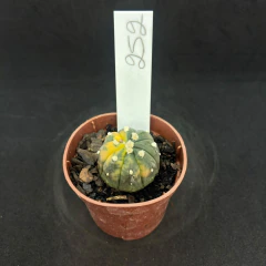 Astrophytum asterias purple variegata 252 (Pote 6) - comprar online