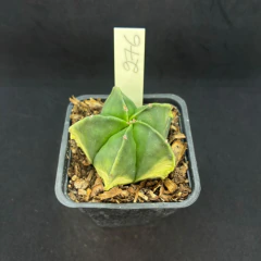 Astrophytum myriostigma variegata 276 (Pote 10) - comprar online