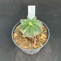 Astrophytum capricorne 348 (Pote 9) - comprar online