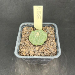 Astrophytum asterias kikko muscle 384 (Pote 10) - comprar online