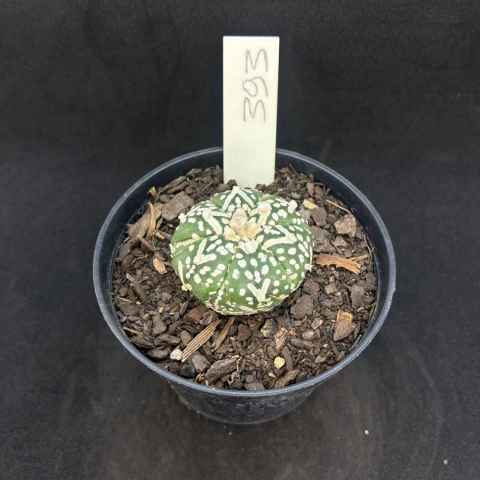 Astrophytum superkabuto v type 393 (Pote 9) - comprar online