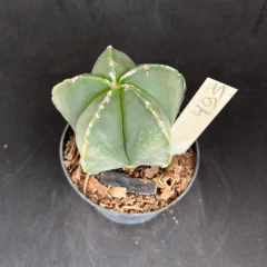Astrophytum myriostigma 495 (Pote 9)
