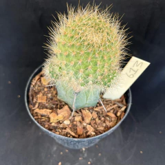 Rebutia sp enxertada 613 (Pote 9)