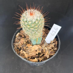 Mammillaria bombycina enxertada 616 (Pote 9)