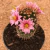 Mammillaria alamensis - BRINDE