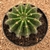 Echinopsis silvestrii (Pote 11) - comprar online