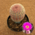 Echinocereus rigidissimus enxertado (Pote 11) - comprar online