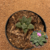 Ariocarpus fissuratus godzilla (Pote 9)