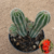 Lobivia chamaoecereus (Pote 11) - comprar online