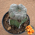Rebutia heliosa cristata enxertada (Pote 11)