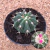 Melocactus oaxacensis (Pote 11)