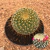 Mammillaria rhodantha (Pote 11)