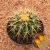 Echinocactus grusonii (Pote 11)