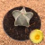 Astrophytum myriostigma pentacostatum (Pote 11)