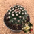 Mammillaria mammillaris (Pote 9)