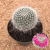 Mammillaria hahniana (Pote 11)